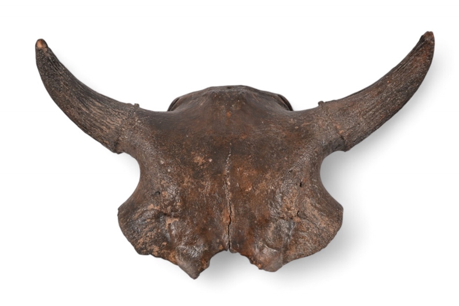 Buffalo Skull