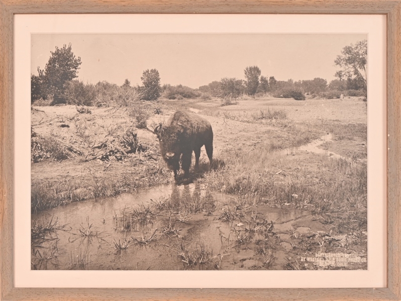 Buffalo Print 1957 Western Game Photo Co. Colorado