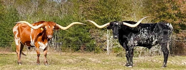 Pair of Huge Texas Longhorn Steers