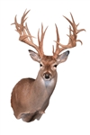 Whitetail Non-Typical Shoulder Taxidermy Mount