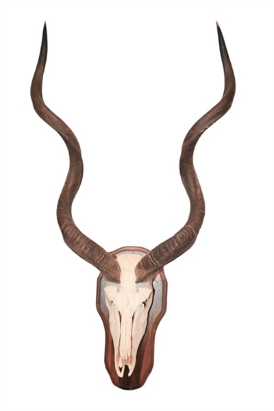 Kudu European Taxidermy Mount