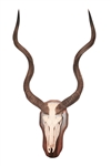 Kudu European Taxidermy Mount