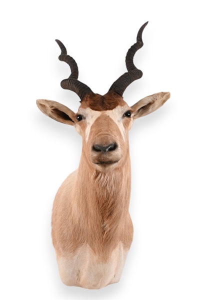 Addax Taxidermy Shoulder Mount