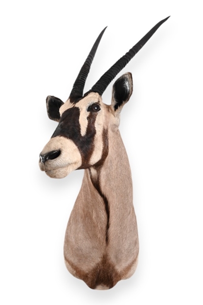 Gemsbok Taxidermy Shoulder Mount