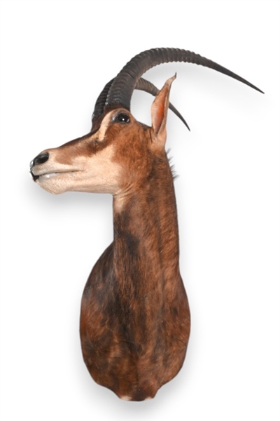 African Sable Taxidermy Shoulder Mount