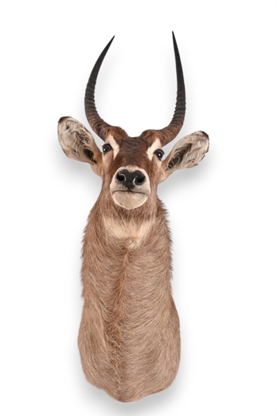 African Waterbuck Taxidermy Shoulder Mount