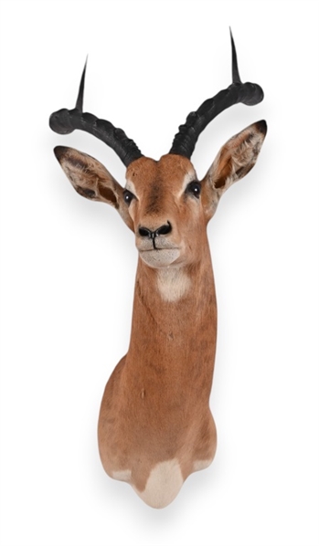 African Impala Taxidermy Shoulder Mount