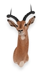 African Impala Taxidermy Shoulder Mount