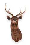 Rare Sambar Deer Taxidermy Shoulder Mount