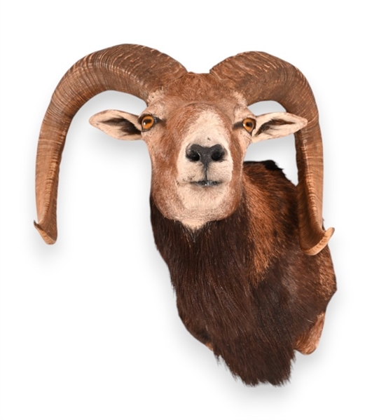 Corsican Ram Taxidermy Shoulder Mount