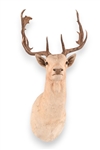 White Fallow Deer Taxidermy Shoulder Mount