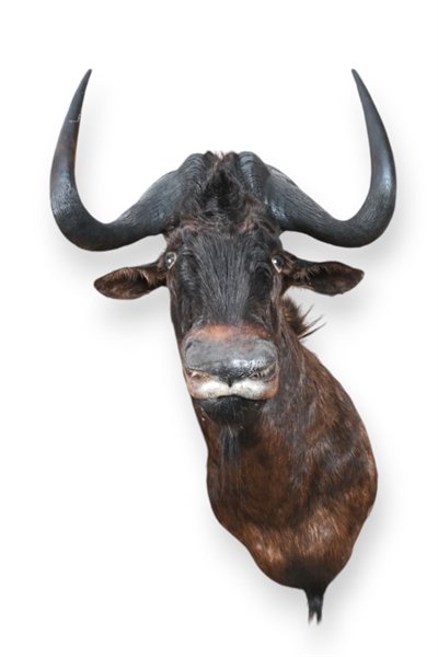 Black Wildebeest Taxidermy Shoulder Mount