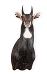 Nilgai Taxidermy Shoulder Mount