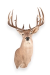 King Ranch Museum White Tail Shoulder Mount