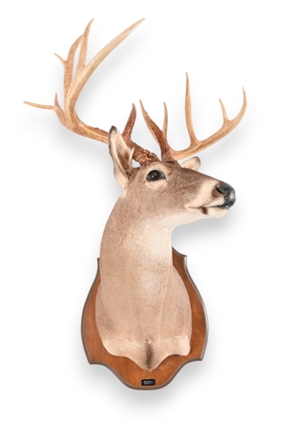 King Ranch Museum White Tail Shoulder Mount