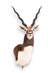 Blackbuck Antelope Taxidermy Mount